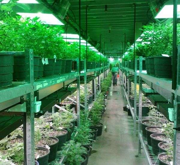 Medical Marijuana Cultivation