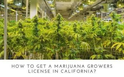 How to get a Marijuana Growers license in California?