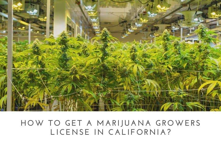 How To Get A Marijuana Growers License In California