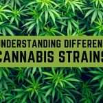 Understanding different cannabis strains