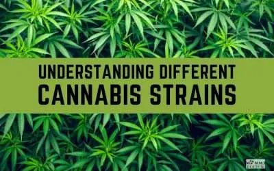 Why is it Important to Understand the Difference Between Cannabis Strains?