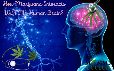How Marijuana Interacts With The Human Brain?