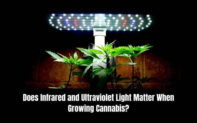 Does Infrared and Ultraviolet Light Matter When Growing Cannabis