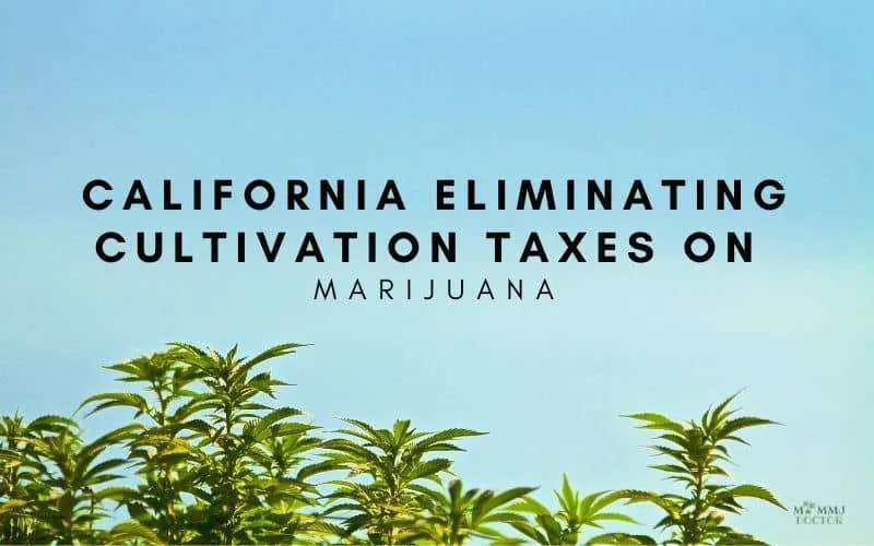 California eliminating cultivation taxes on marijuana
