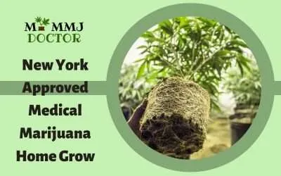 New York Approved Medical Marijuana Home Grow