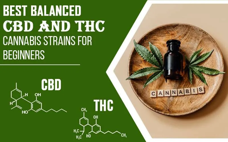 Best Balanced CBD and THC Cannabis Strain for Beginners