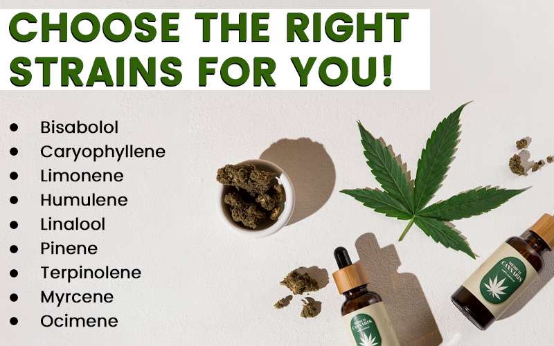 Choose the right strains for you