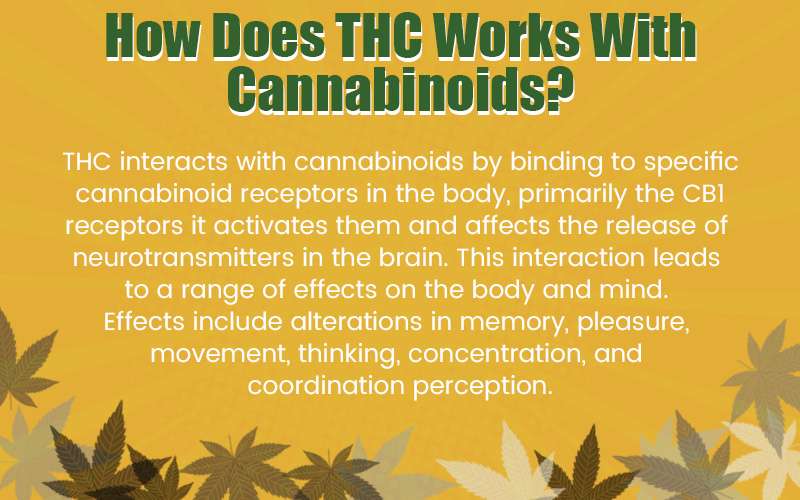 How Does THC Works With Cannabinoids?