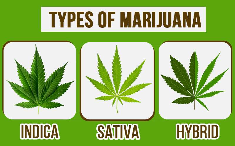 Types of Marijuana