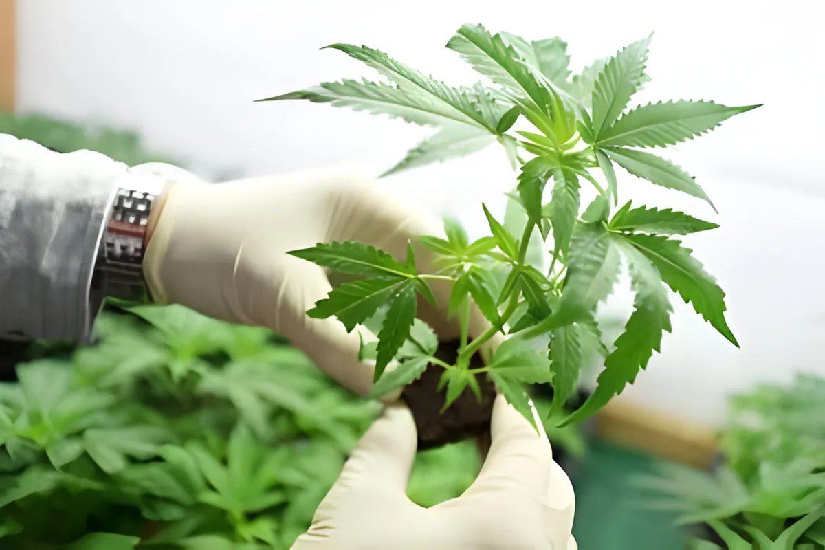 all you need to know about thca all you need to know about thca