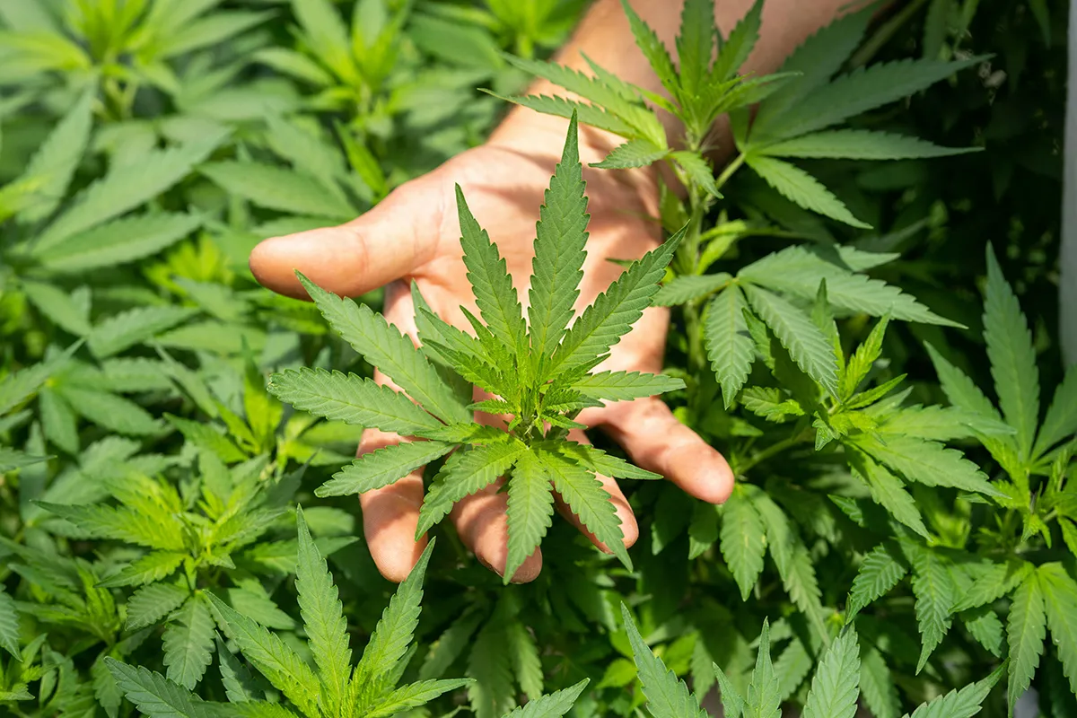 how easy it is to get weed in texas an inquiry by journalist