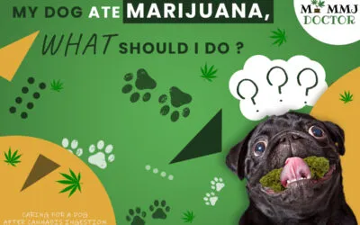 My Dog Ate Marijuana, What Should I Do ?