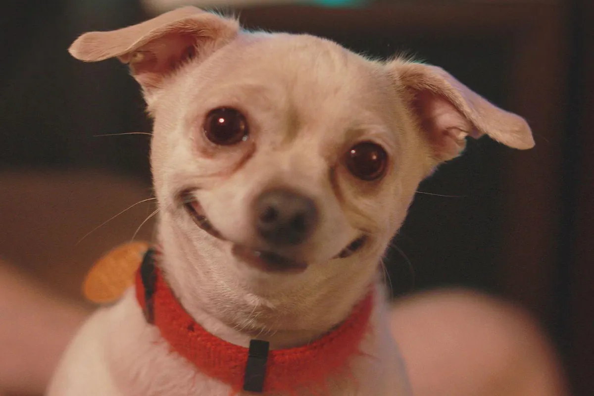 my dog ate marijuana, what should i do my dog ate marijuana, what should i do