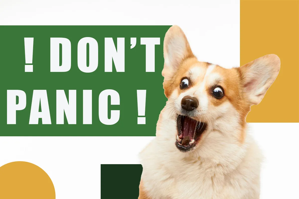 my dog ate marijuana, what should i do my dog ate marijuana, what should i do