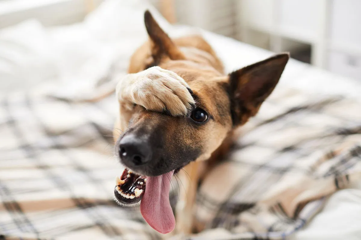 my dog ate marijuana, what should i do my dog ate marijuana, what should i do