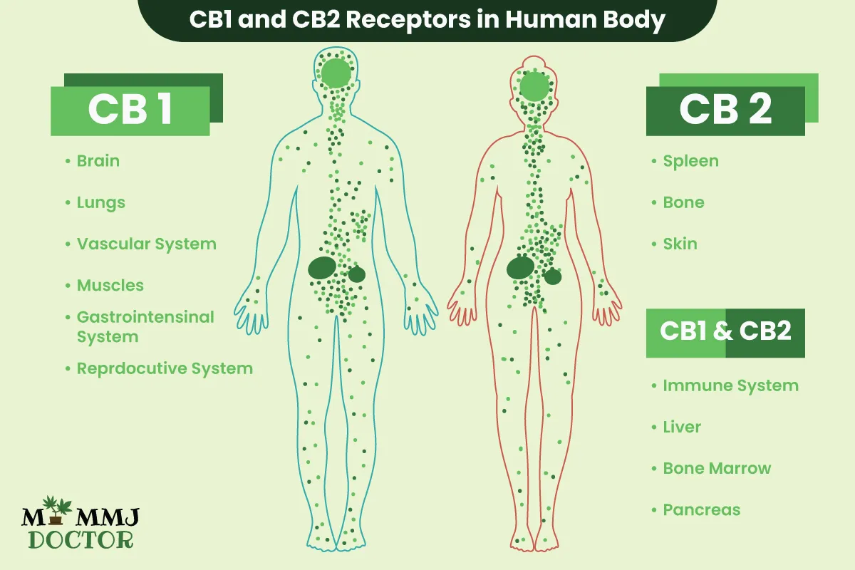 location of CB1 and CB2 receptors of endocannabinoid system in the body
