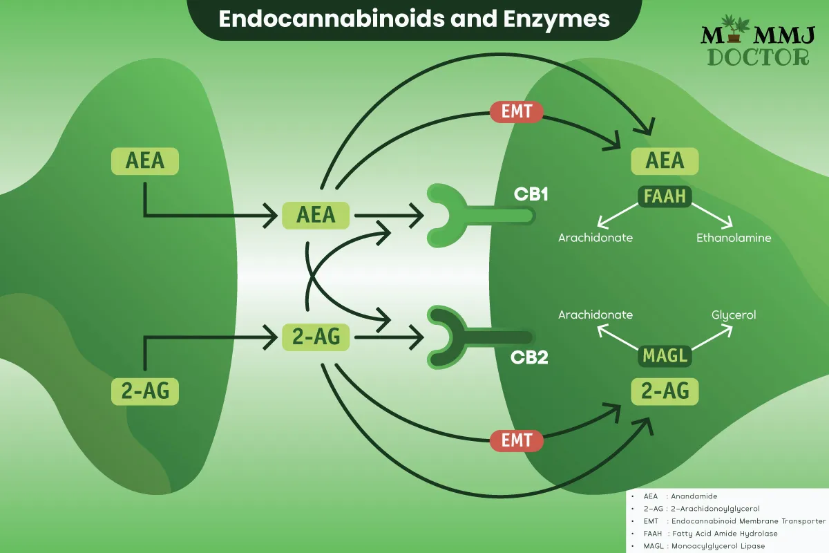 endocannabinoids and enzymes interaction at synapse