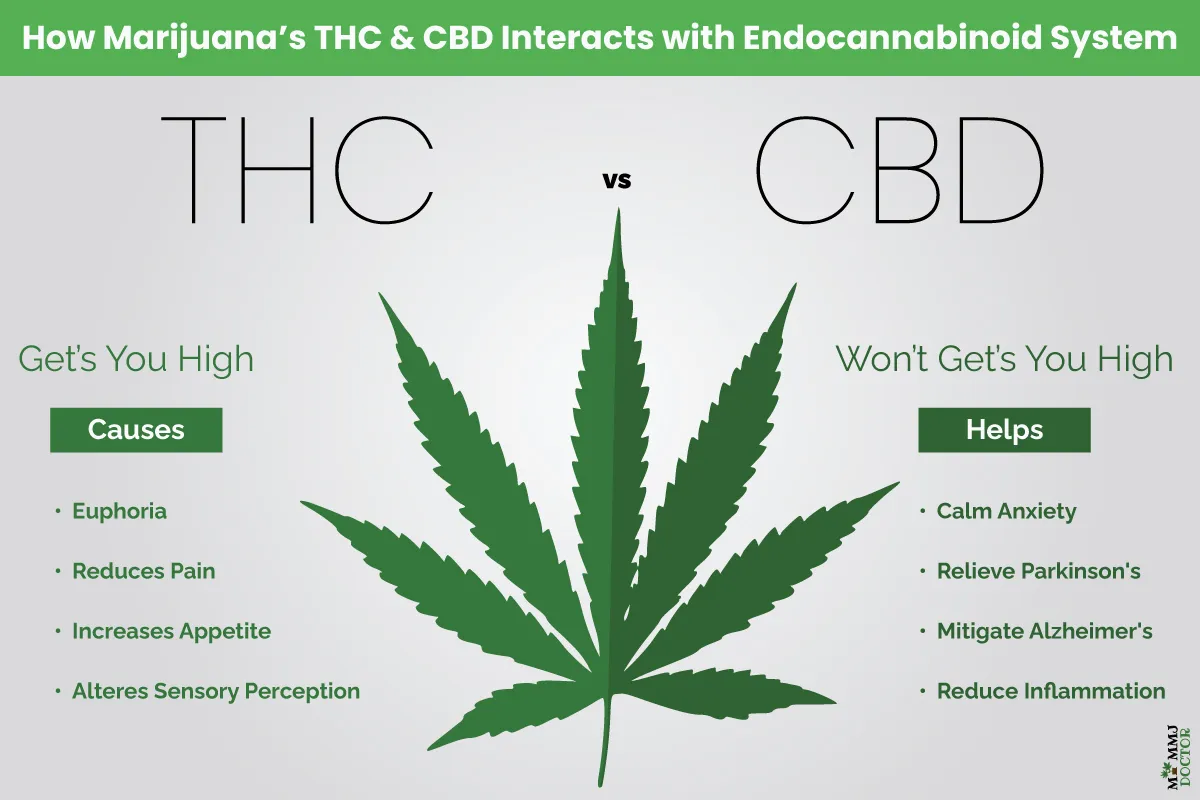 thc and cbd and how it interacts with the body