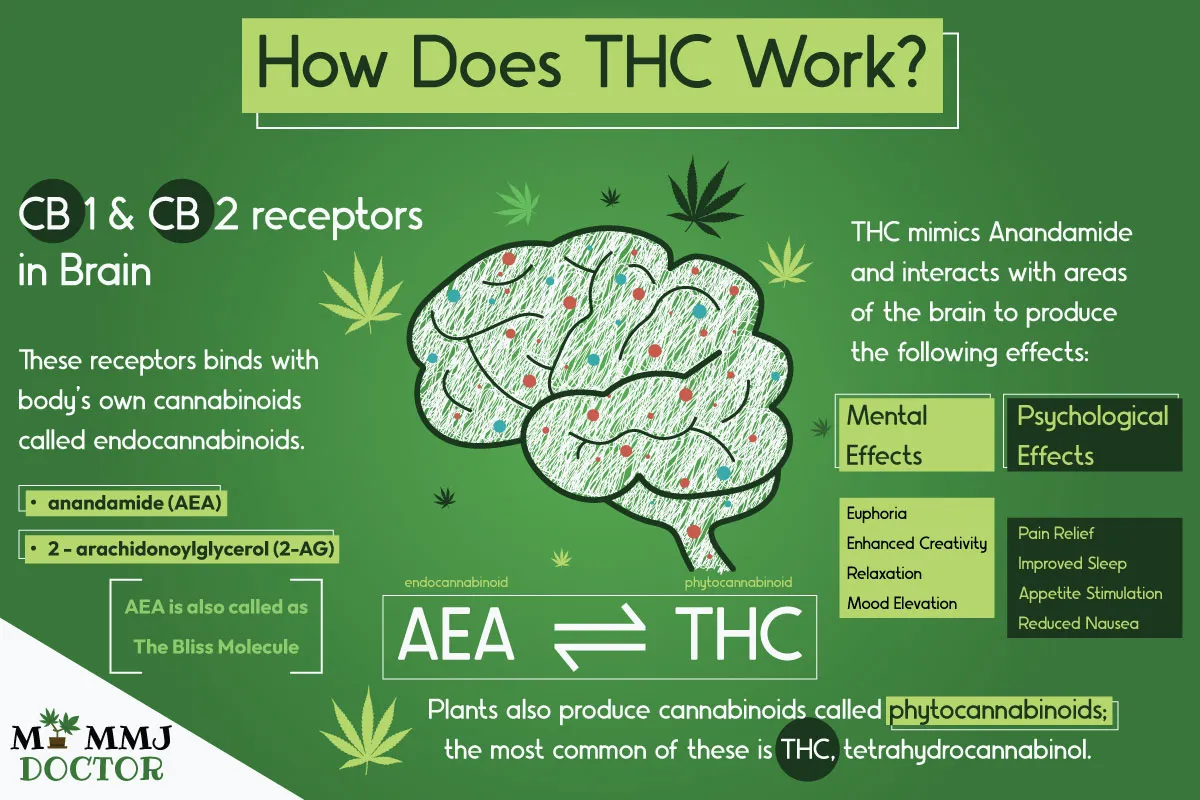 infographic explaining how thc works on the human brain, the function of the body's endocannabinoid system, its similarity with plant's phytocannabinoid, and thc's similarity with anandamide infographic explaining how thc works on the human brain, the function of the body's endocannabinoid system, its similarity with plant's phytocannabinoid, and thc's similarity with anandamide