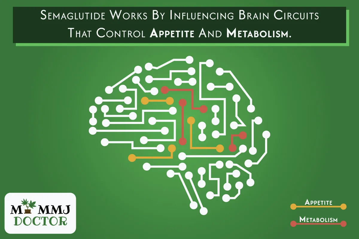 semaglutide works by influencing brain circuits controlling appetite and metabolism with an image of a brain highlighting the circuits involved