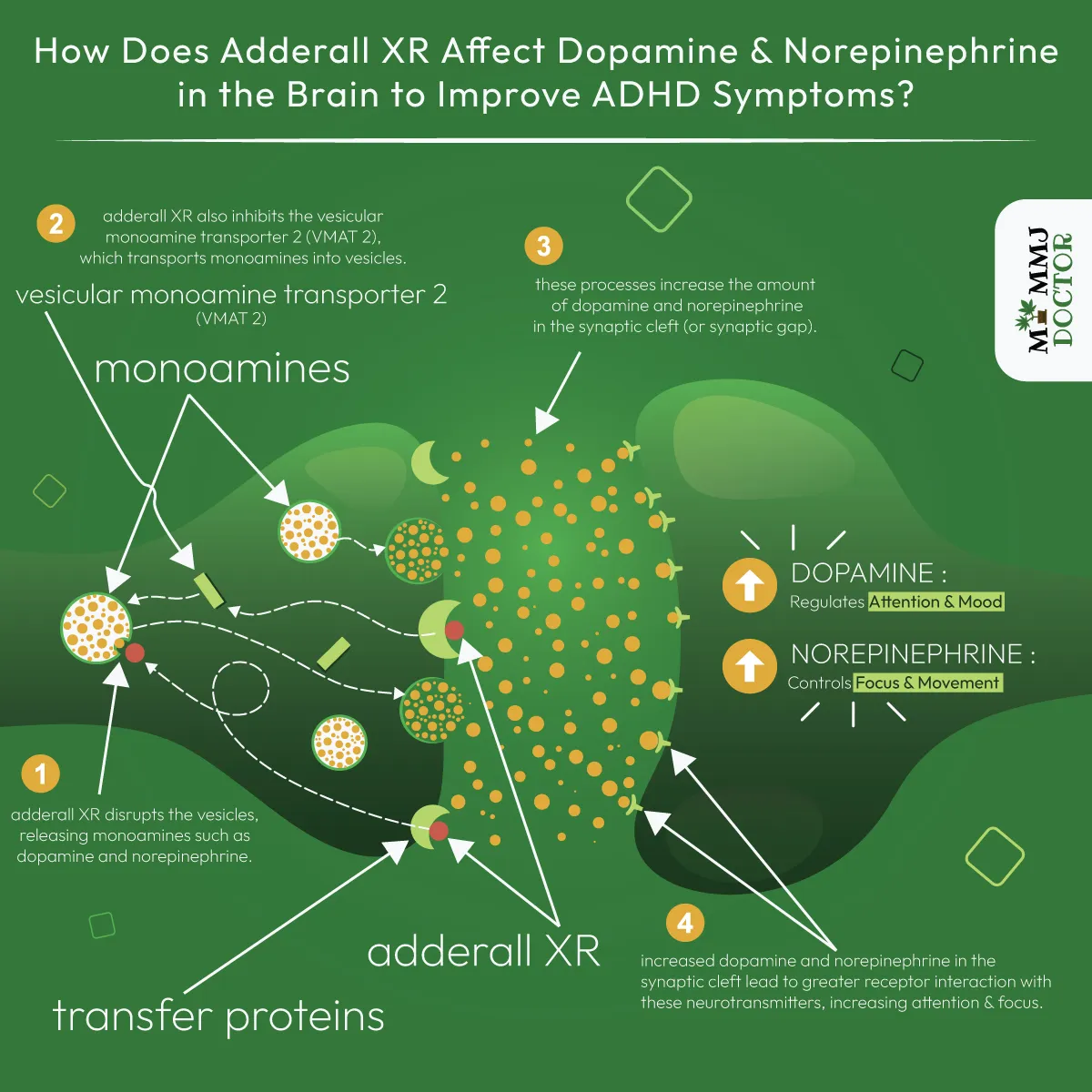detailed infographic showing how adderall XR works on brain neurons, disrupting vesicles containing dopamine and epinephrine, inhibiting VMAT 2, increasing dopamine and norepinephrine release in the synaptic cleft, leading to improved attention and focus for ADHD treatment detailed infographic showing how adderall XR works on brain neurons, disrupting vesicles containing dopamine and epinephrine, inhibiting VMAT 2, increasing dopamine and norepinephrine release in the synaptic cleft, leading to improved attention and focus for ADHD treatment