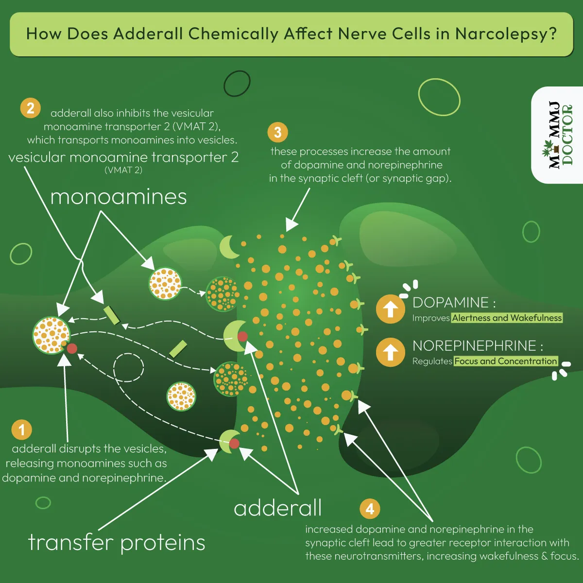 microscopic illustration of nerve cell showing how adderall disrupts vesicles to increase dopamine and norepinephrine levels, enhancing focus and alertness for wakefulness