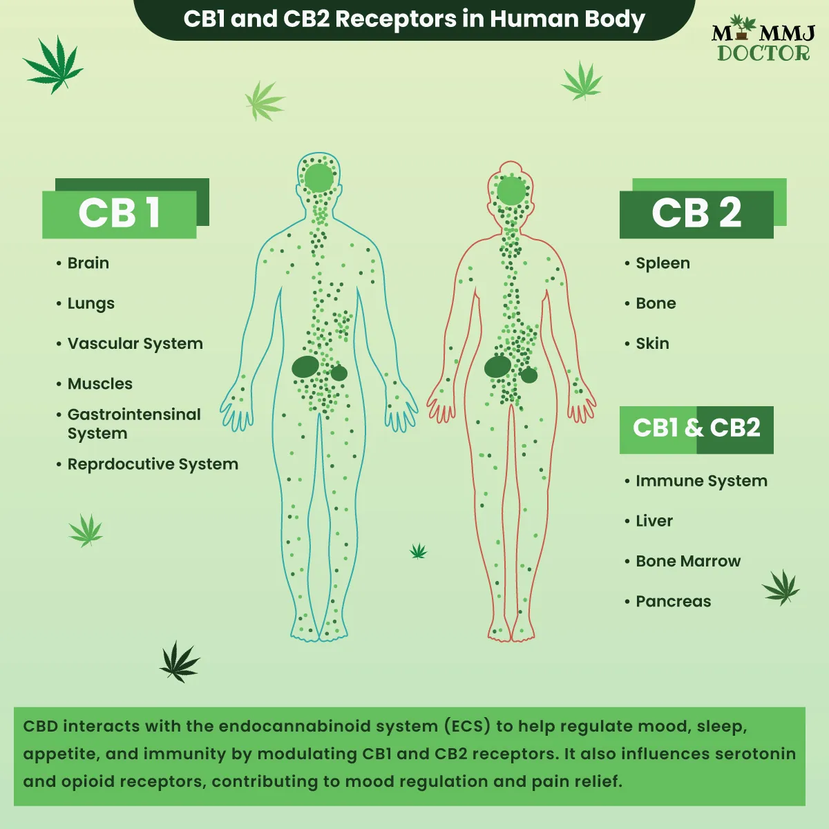 human body diagram showing cb1 and cb2 receptors locations and their functions human body diagram showing cb1 and cb2 receptors locations and their functions