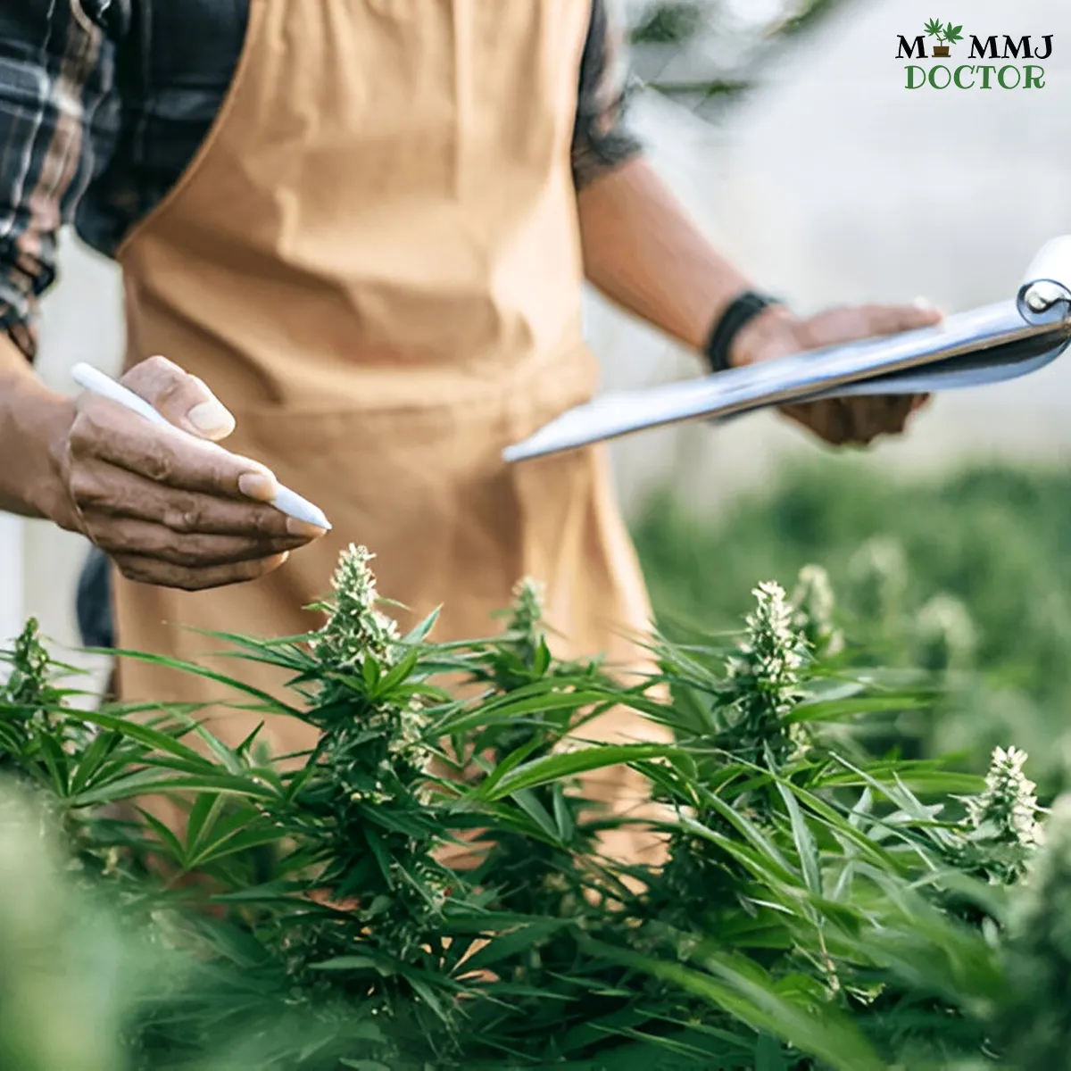 person studying about cannabis plant for marijuana education and awareness person studying about cannabis plant for marijuana education and awareness