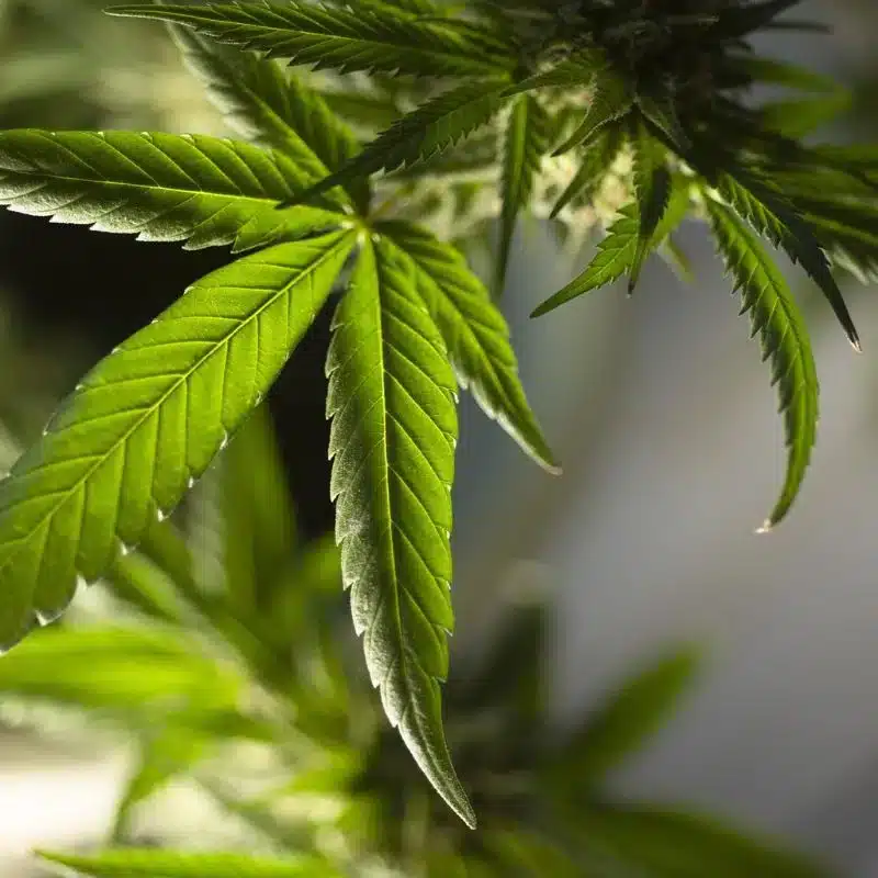 close-up-of-healthy-medical-cannabis-plant-leaves-in-natural-light
