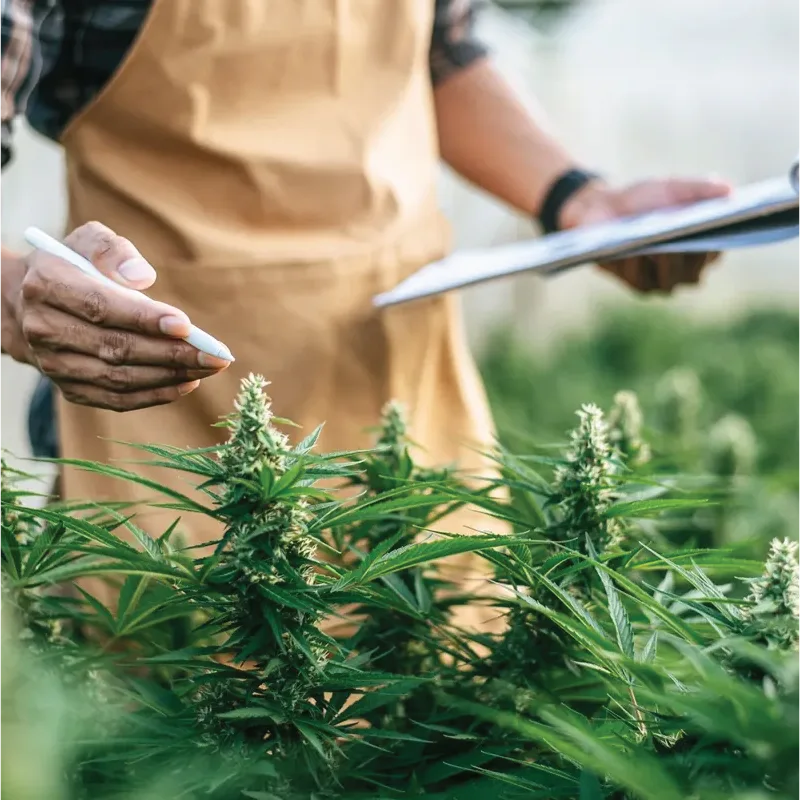 ohio marijuana transportation and dui laws with cannabis plants