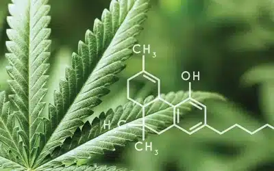 Check Vermont THC Limits Before You Choose