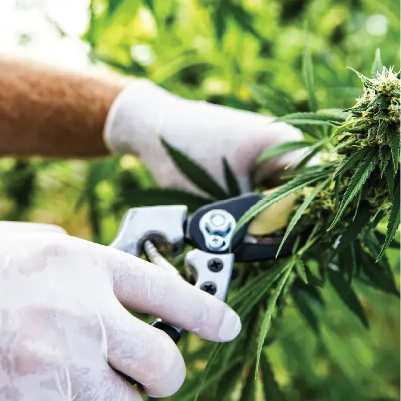 person trimming a cannabis plant to represent ohio cannabis laws and home growing